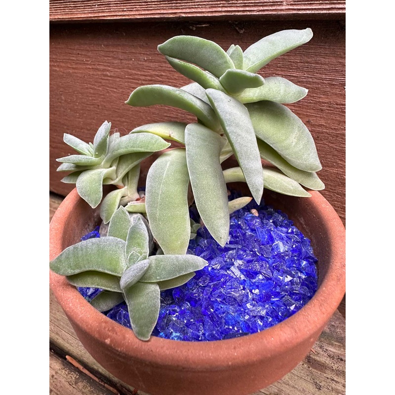 2nd SAND: Terrarium and Container Decoration! Cobalt Blue