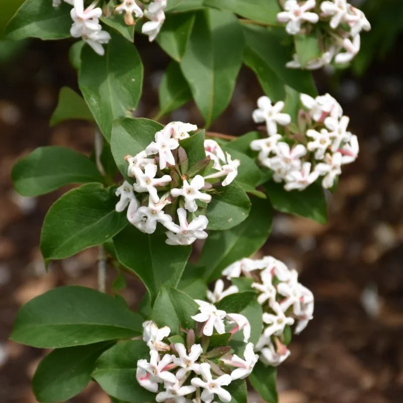 ABELIA MOSANENSIS – BORDERLINE