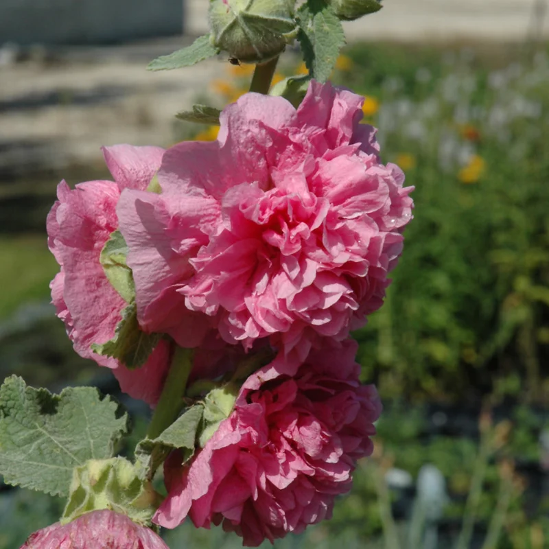 ALCEA CHATER’S DOUBLE PINK