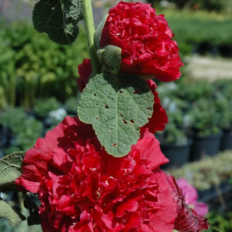 ALCEA CHATER’S DOUBLE RED