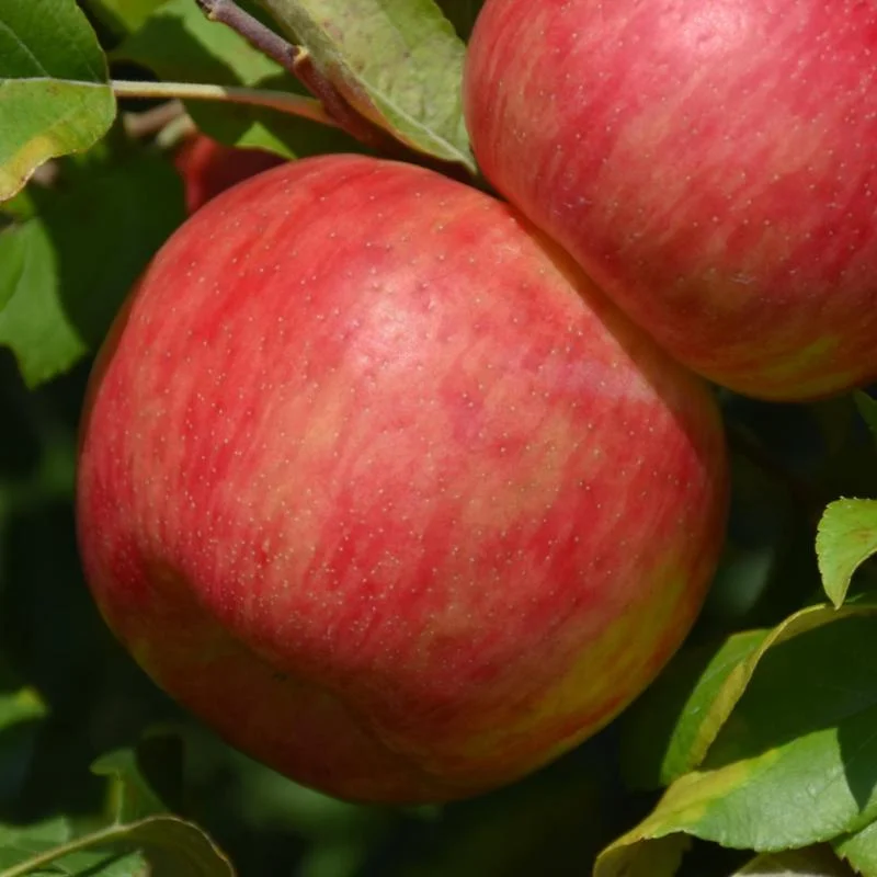 APPLE HARALSON