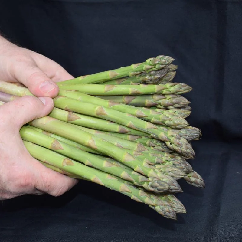 ASPARAGUS JERSEY GIANT