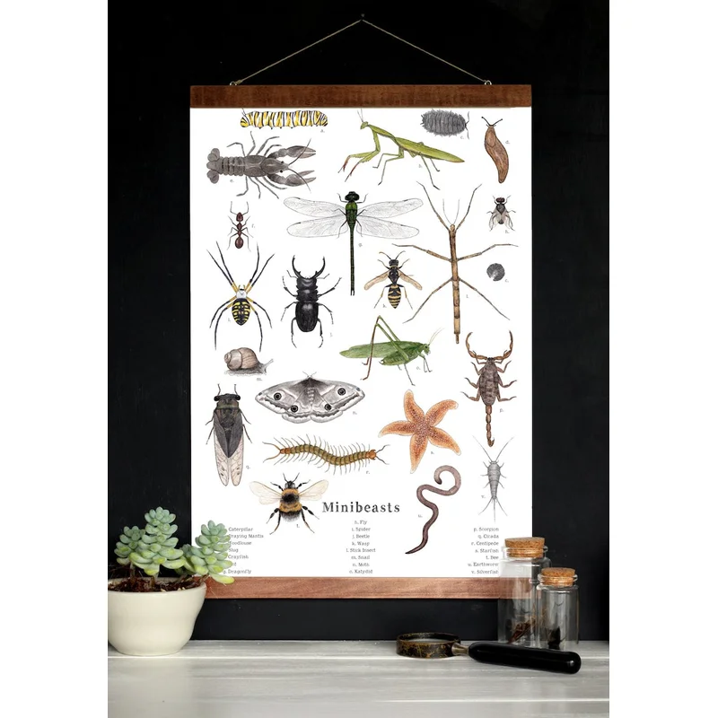 Assorted Minibeasts – Invertebrates – School Room Wall Art – 12 x 18 Poster