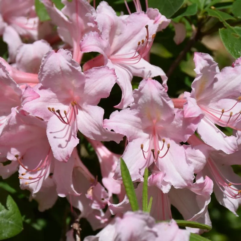 AZALEA CANDY LIGHTS