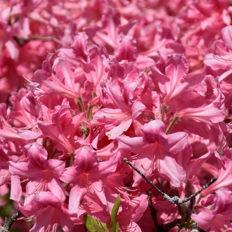 AZALEA ROSY LIGHTS