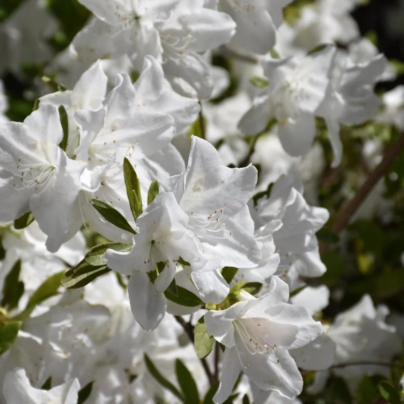 AZALEA WESTON’S INNOCENCE