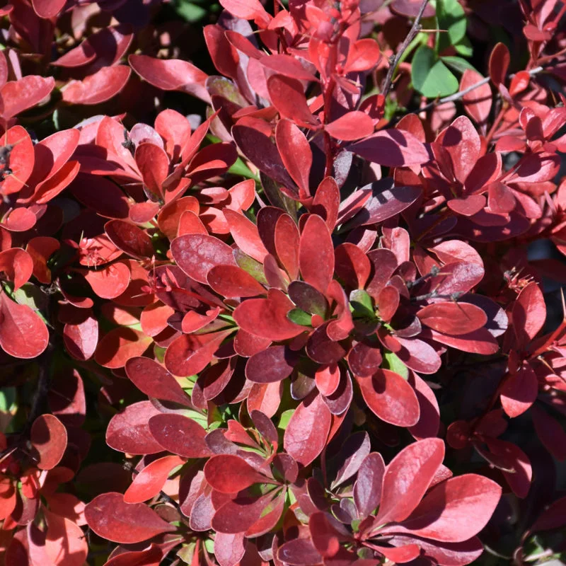 BARBERRY CHERRY BOMB