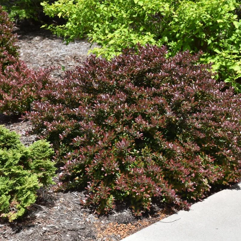 BARBERRY CONCORDE