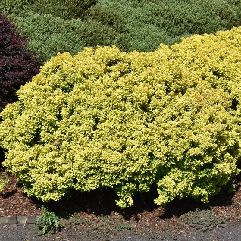 BARBERRY GOLDEN NUGGET
