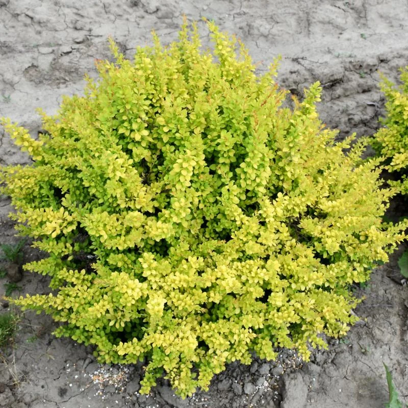 BARBERRY SUNSATION