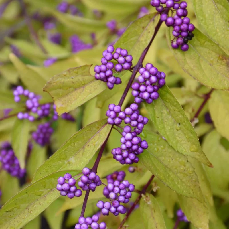 BEAUTYBERRY EARLY AMETHYST