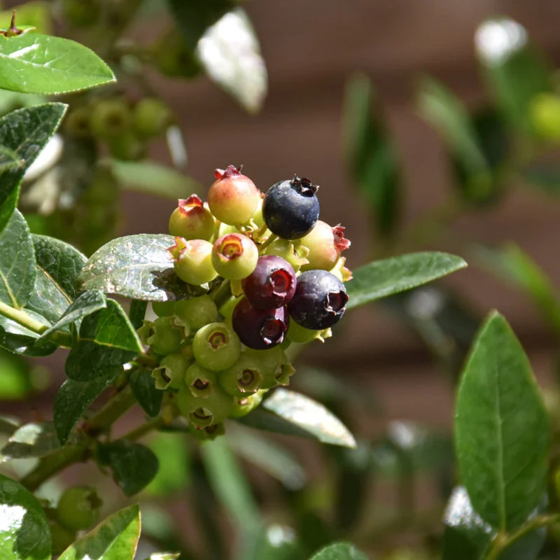 BLUEBERRY BERRY BUX