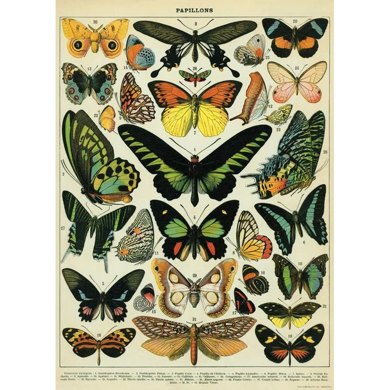 Butterflies Wrap: Papillons