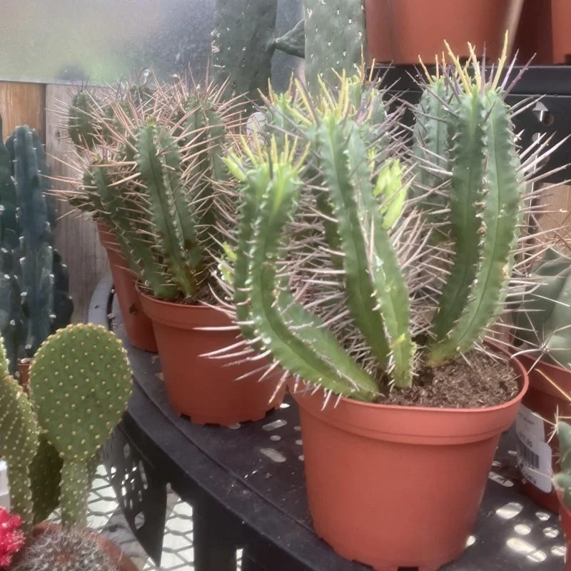 CACTUS ANAPOLIA PENTAGONIA