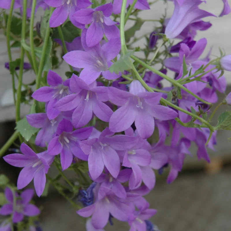 CAMPANULA BIRCH HYBRID