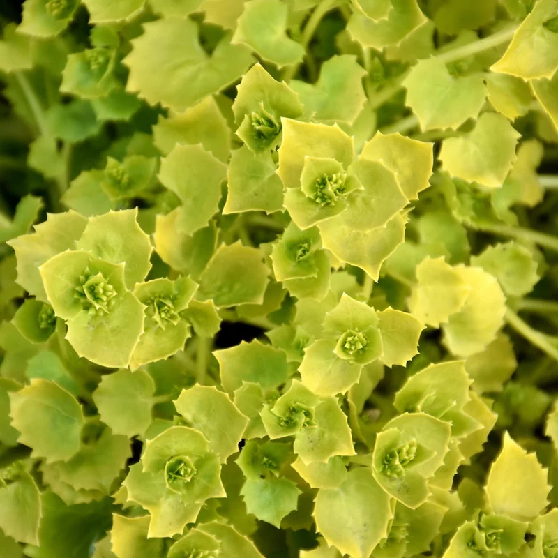 CAMPANULA DICKSON’S GOLD