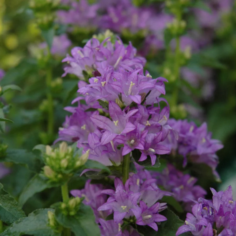 CAMPANULA FREYA