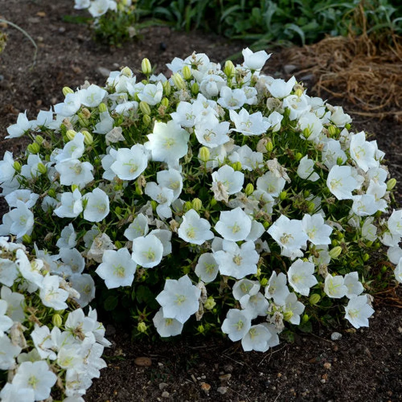 Campanula ‘Rapido White’