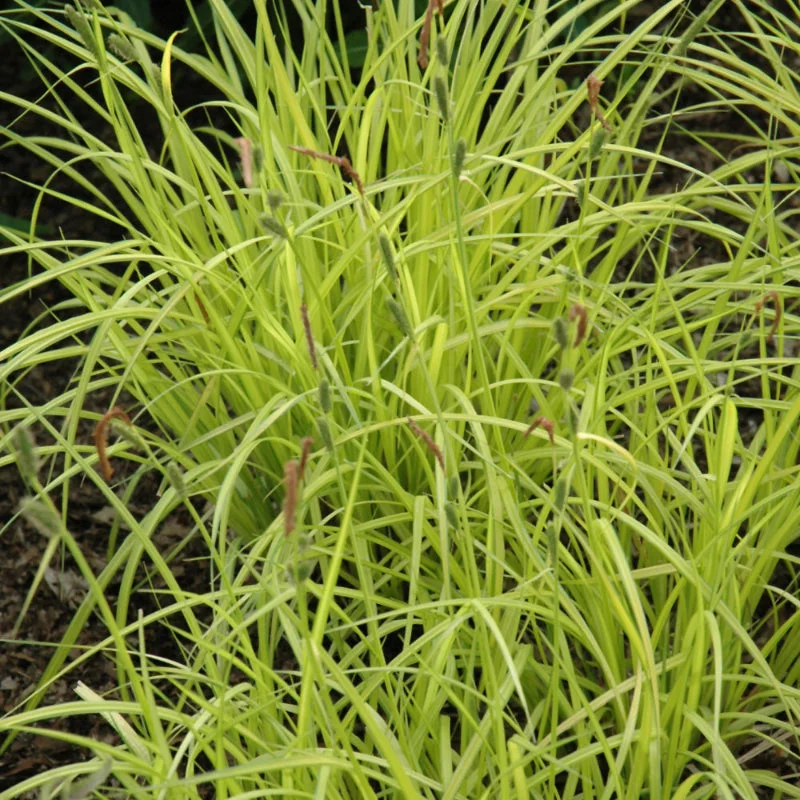 CAREX AUREA