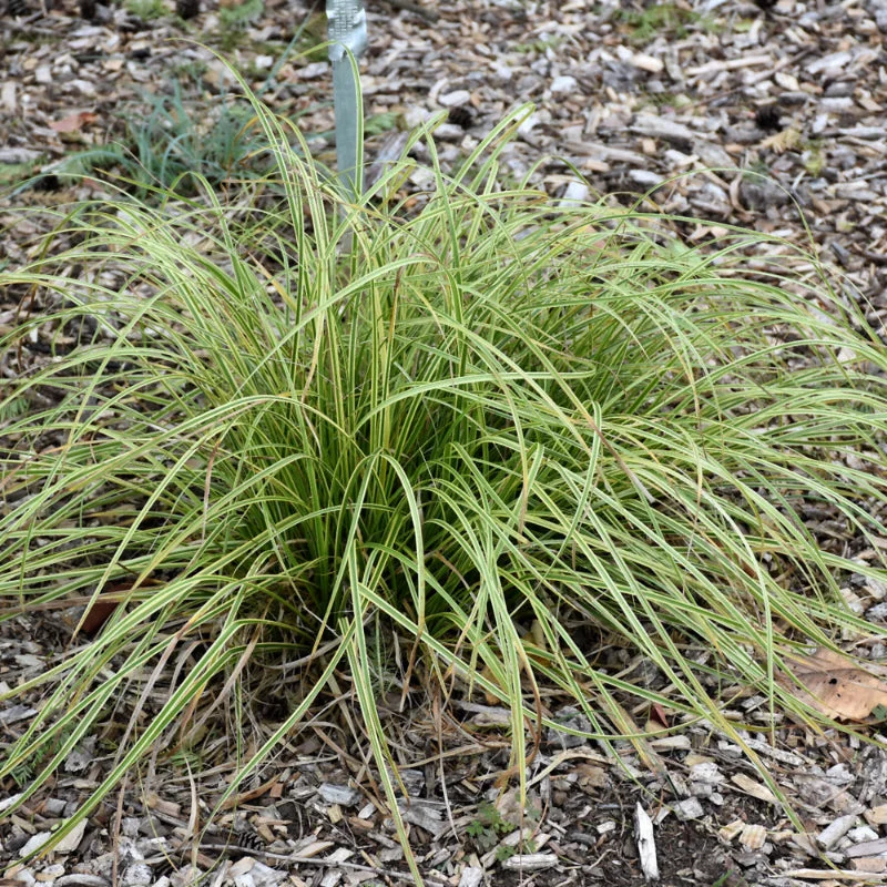 CAREX GOLD FOUNTAINS