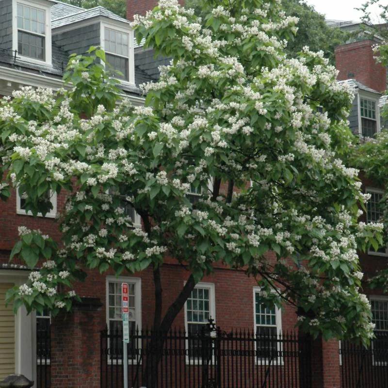 CATALPA NORTHERN