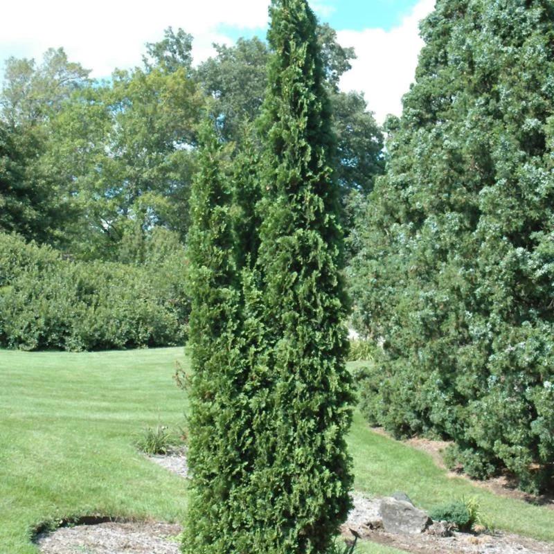 CEDAR DEGROOT’S SPIRE