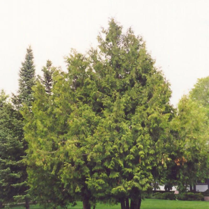 CEDAR EASTERN WHITE