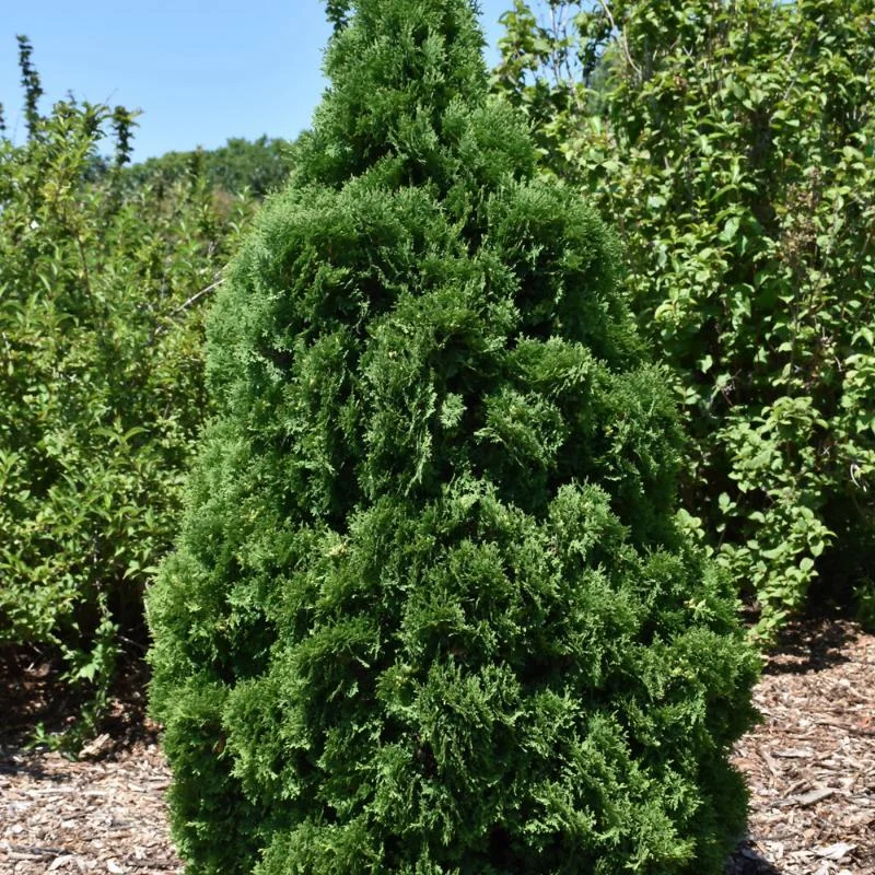 CEDAR HOLMSTRUP
