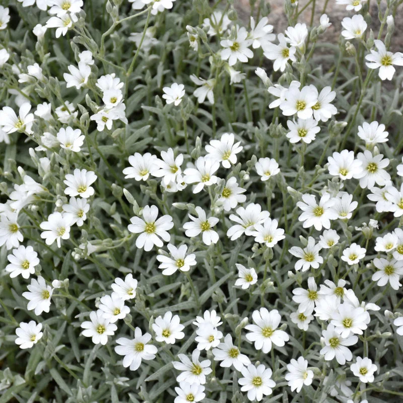 CERASTIUM TOMENTOSUM