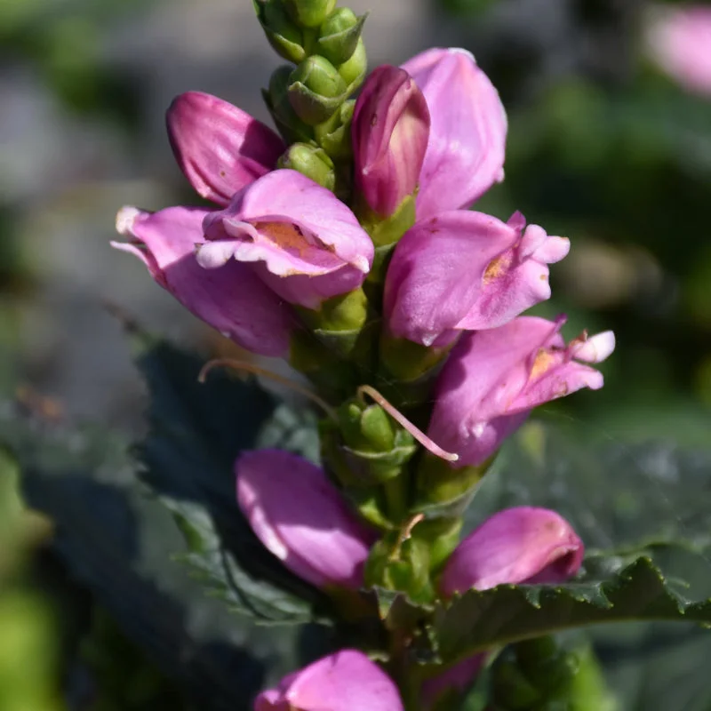 CHELONE L. TINY TORTUGA