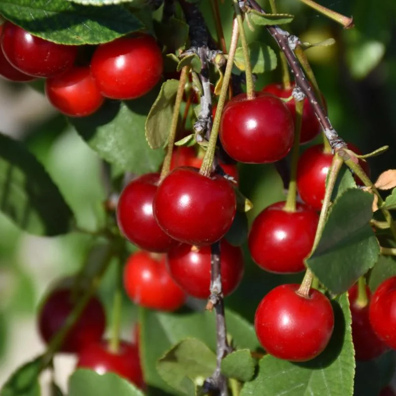 CHERRY CARMINE JEWEL