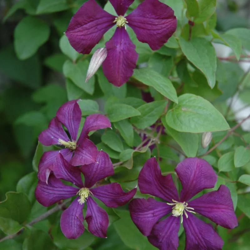 CLEMATIS ETOILE VIOLETTE