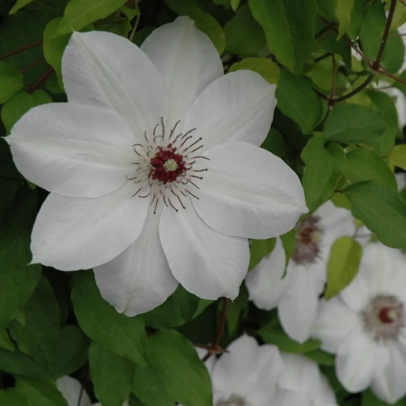 CLEMATIS HENRYI & ELSA SPATH