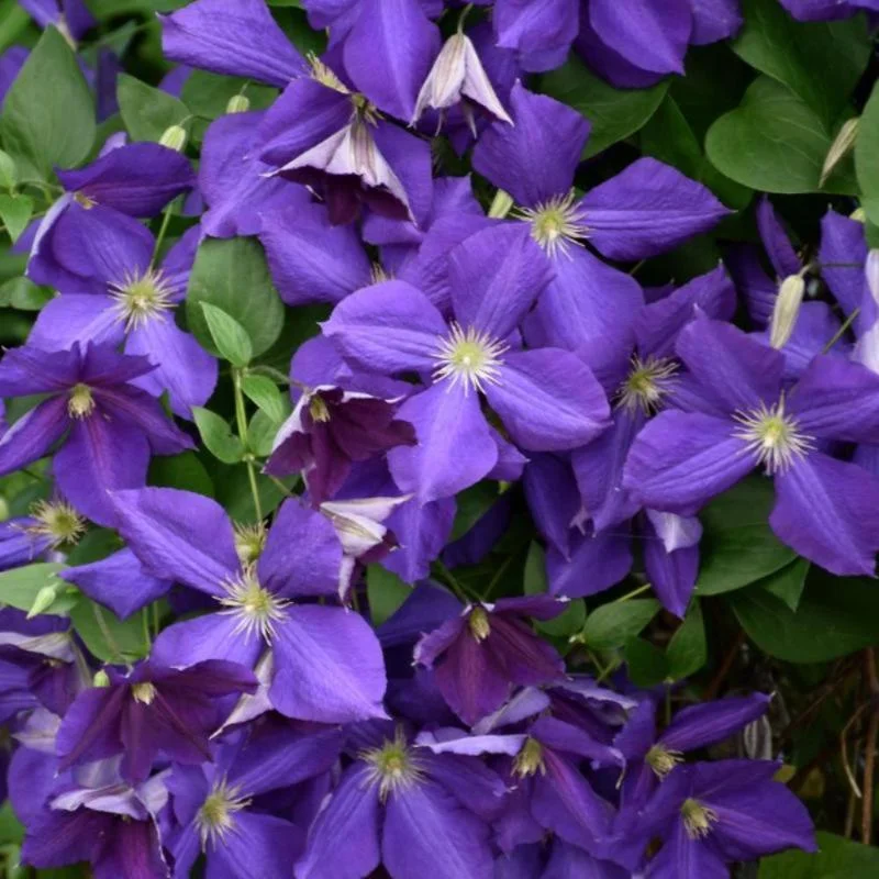 CLEMATIS JACKMANII