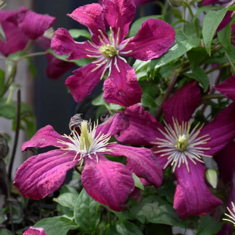 CLEMATIS JULIA CORREVON