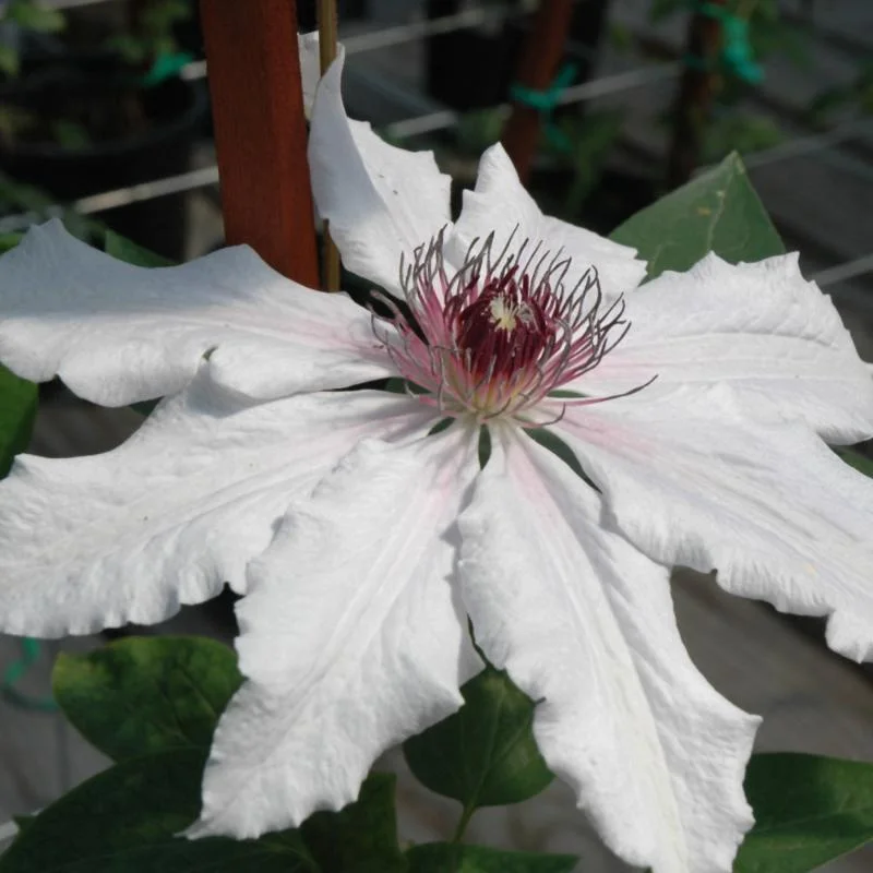 CLEMATIS SNOW QUEEN