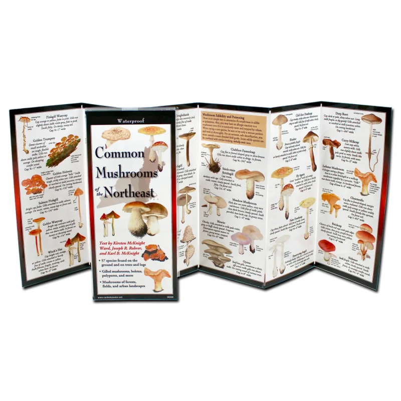 Common Mushrooms of the Northeast (Nature FoldingGuide)