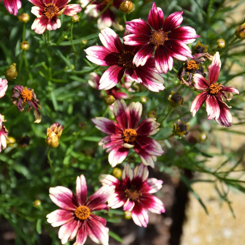 COREOPSIS BERRY CHIFFON