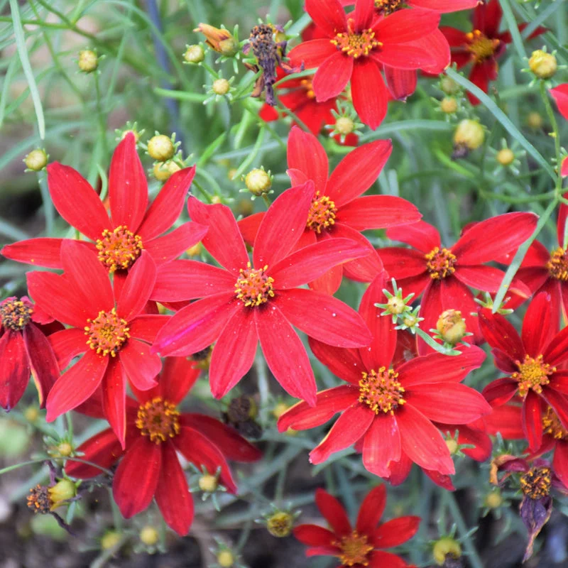 COREOPSIS HOT PAPRIKA