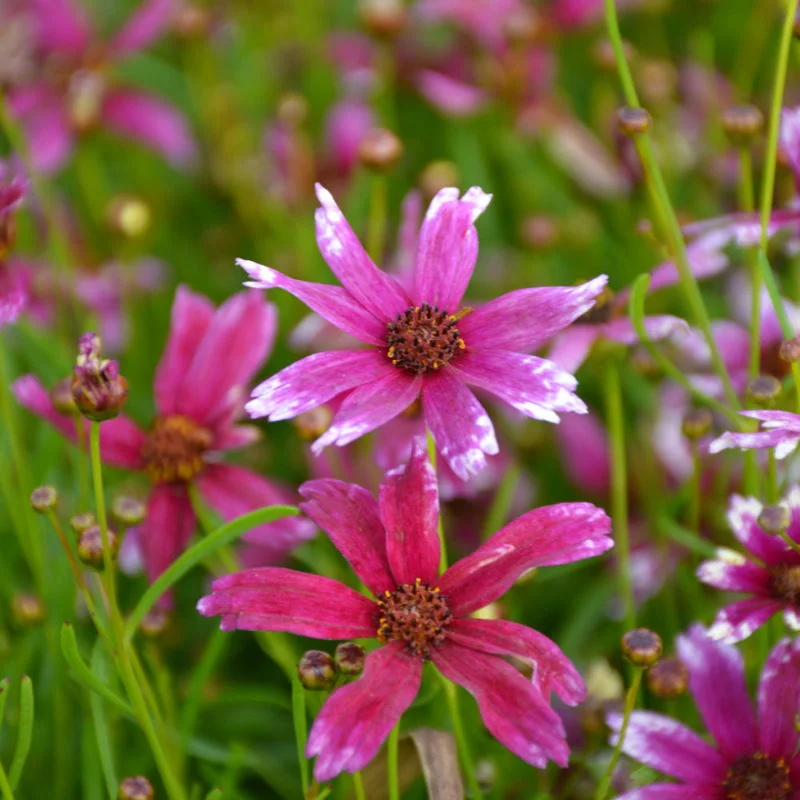 COREOPSIS RAZZLE DAZZLE