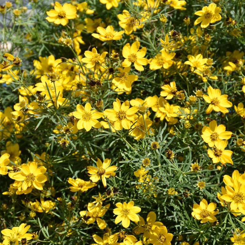 COREOPSIS SYLVESTER