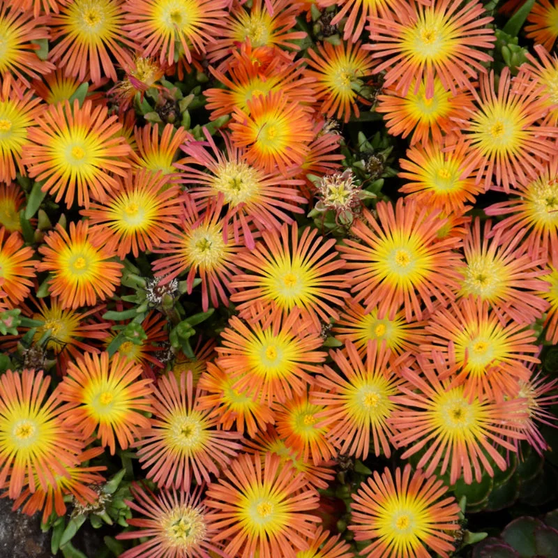 DELOSPERMA ORANGE WONDER