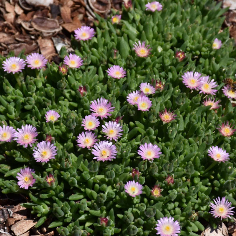 DELOSPERMA ROSE QUARTZ