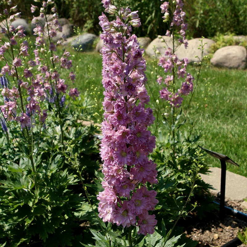 DELPHINIUM HYBRID DEL JULIETTE