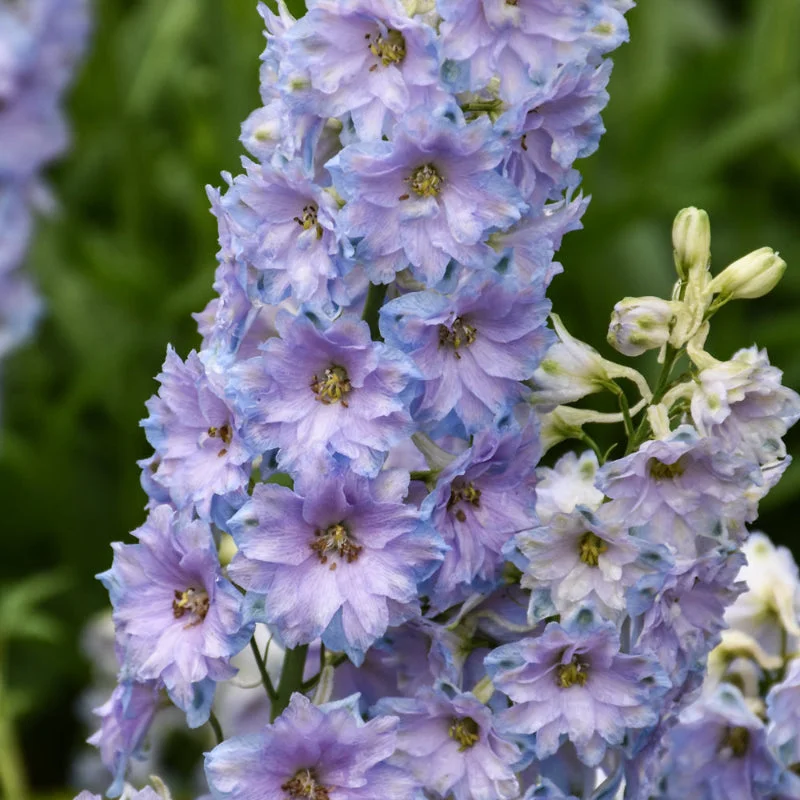 DELPHINIUM SHELBY