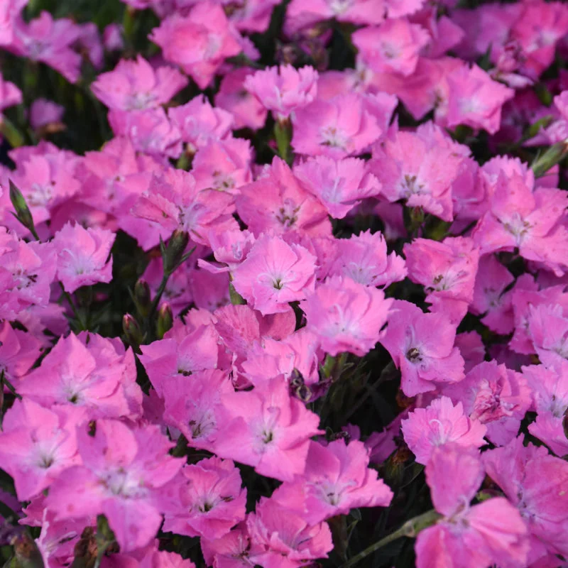 DIANTHUS KAHORI