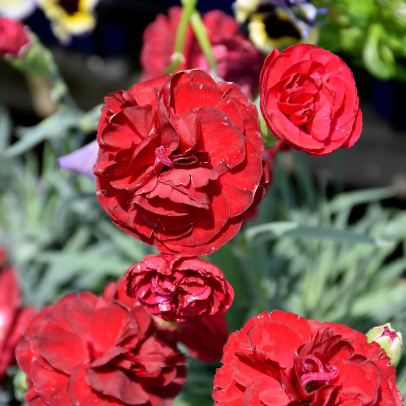 DIANTHUS PASSION