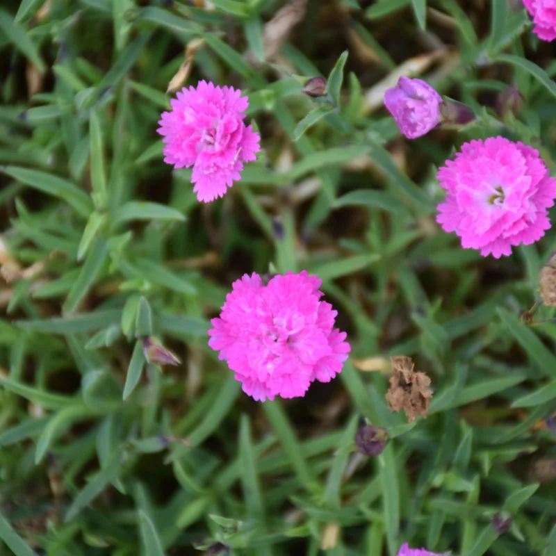 DIANTHUS PINK POM POM