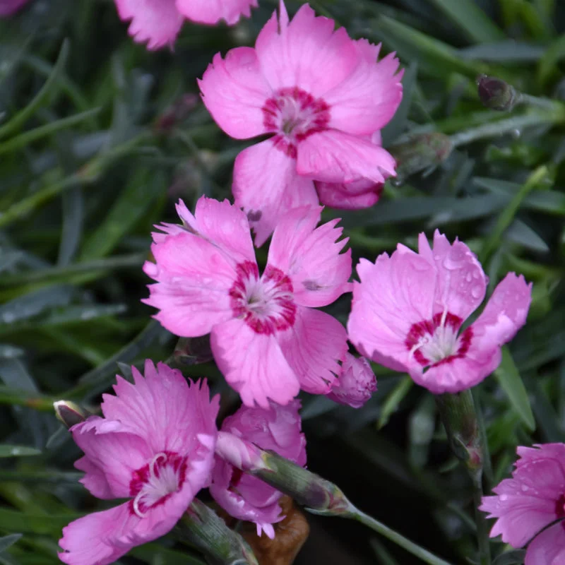 DIANTHUS PINK TWINKLE