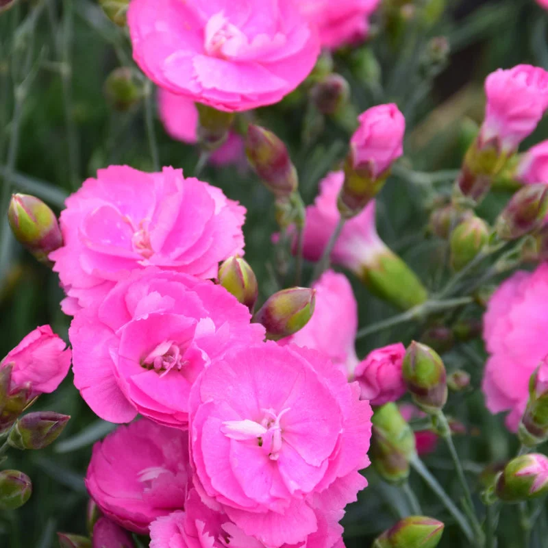 DIANTHUS SWEETIE PIE